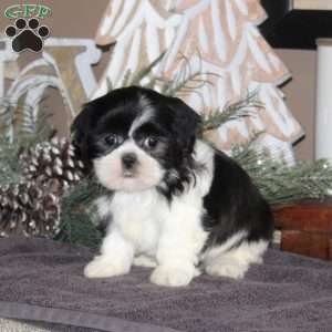 Amber, Shih Tzu Puppy